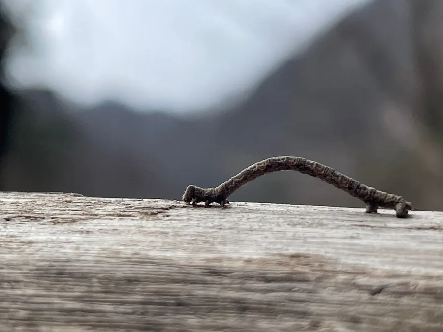 Geometer Moth Caterpillar