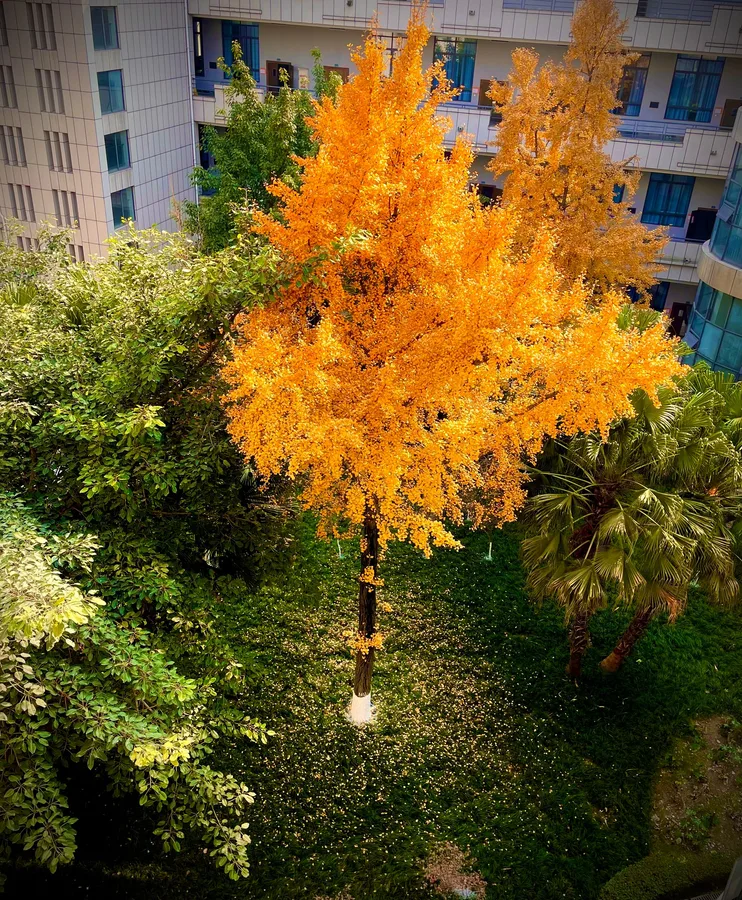 Ginkgo tree in the teaching building