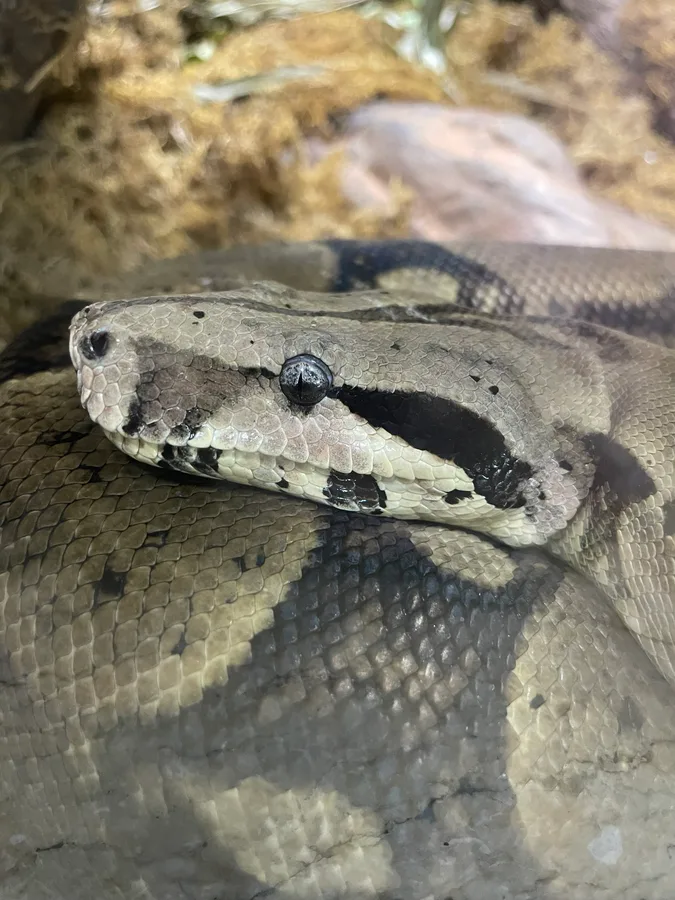 Snake