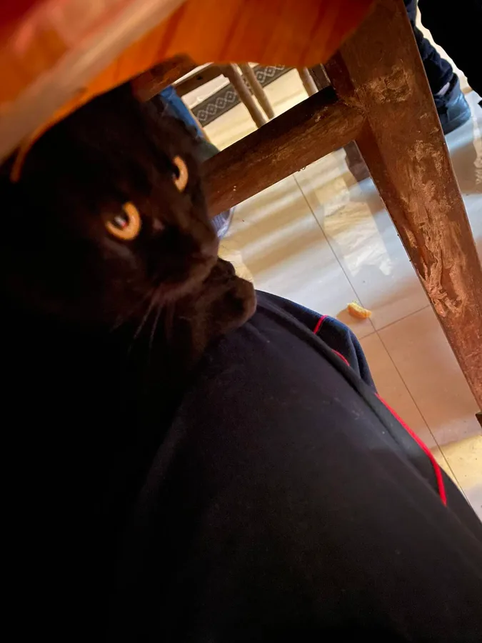 Black cat from my hometown