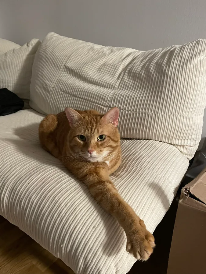 Roomate's cat