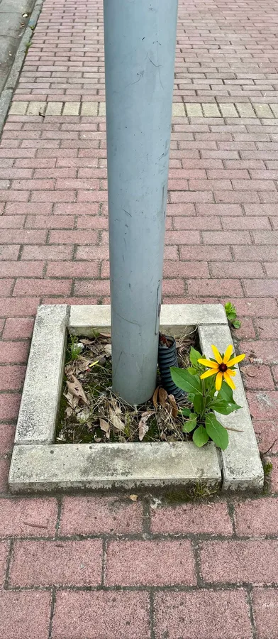 Flower under the streetlight