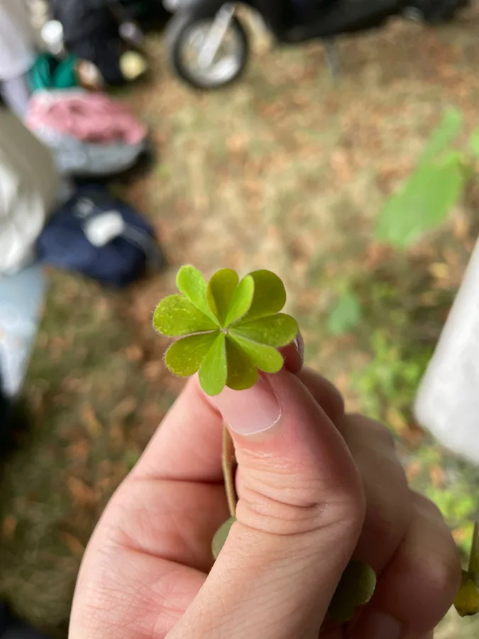 Not three, not four, but FIVE leaves!!!